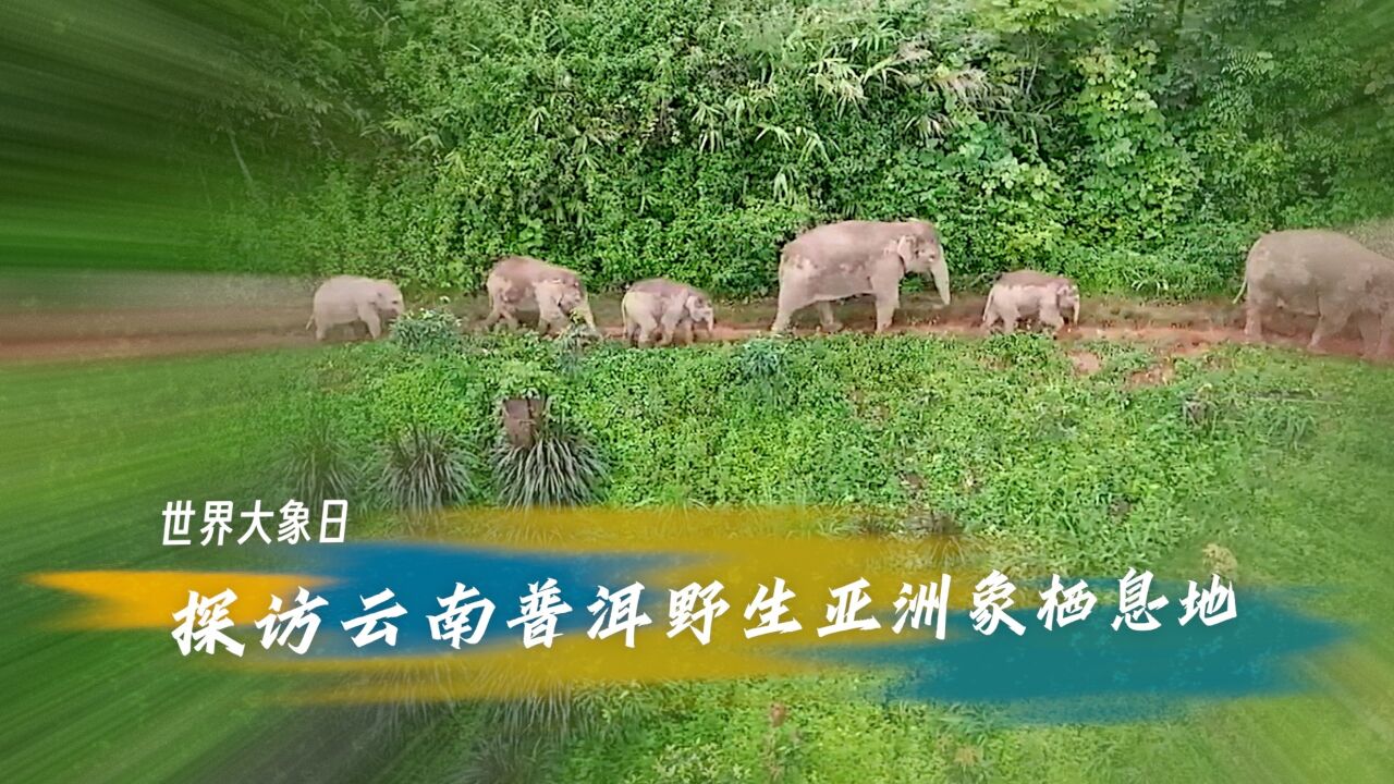 世界大象日：探访云南普洱野生亚洲象栖息地_高清