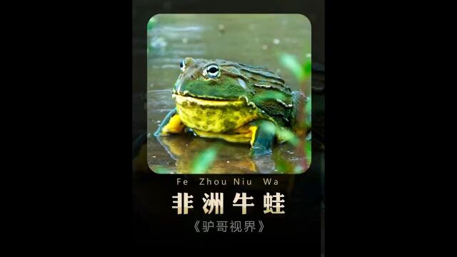 这么大的牛蛙你见过吗?#非洲牛蛙#青蛙#动物世界