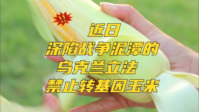 深陷战争泥潭的乌克兰立法禁止转基因玉米.