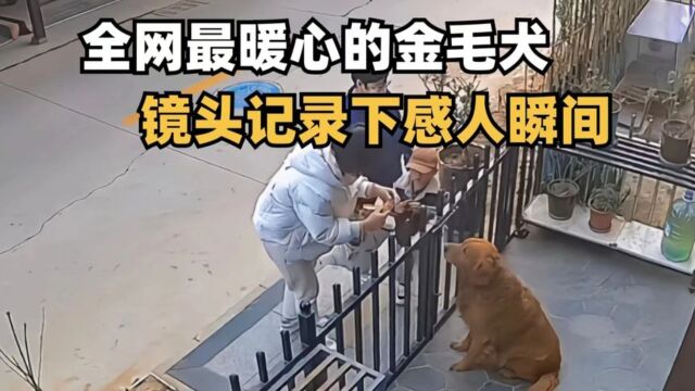 全网最暖心的金毛犬,被镜头记录一幕幕感人瞬间,看着让人感动!