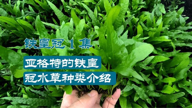 皇冠水草:易于养护的水草品种,让水族生态更美丽