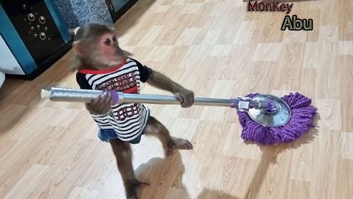 猴子阿布为了不让妈妈太辛苦，起大早打理房间，实在太可爱了