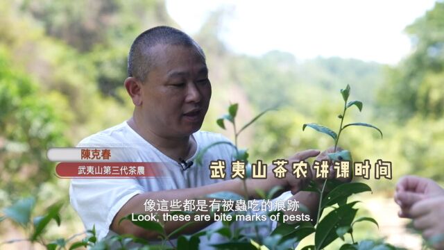 一千多万一公斤的大红袍好在哪?武夷山的茶不仅有给人还给虫吃?