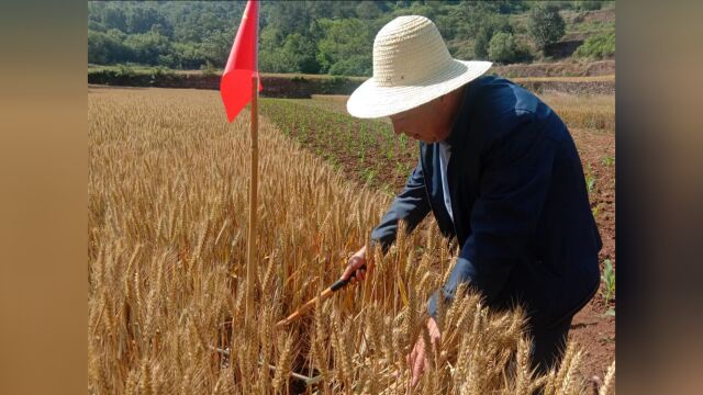 为民调查勇毅行