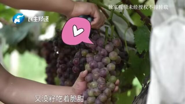 河南新密:皮薄肉厚!五六千斤无籽葡萄着急卖,期待您来采购