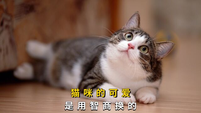 盘点网络上这些笨蛋猫猫