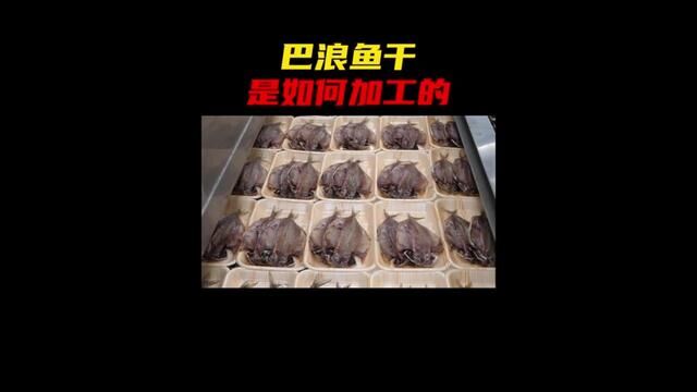 #鱼干 #巴浪鱼干 #制作过程 #涨知识 #巴浪鱼 巴浪鱼干的制作过程