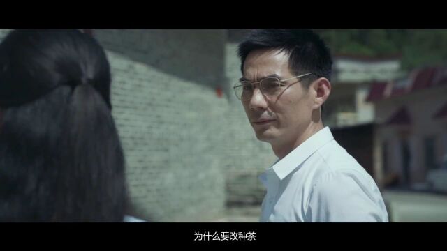 聚焦“百千万工程”丨高明白洞绿色“小茶叶”撬动富民“大产业”