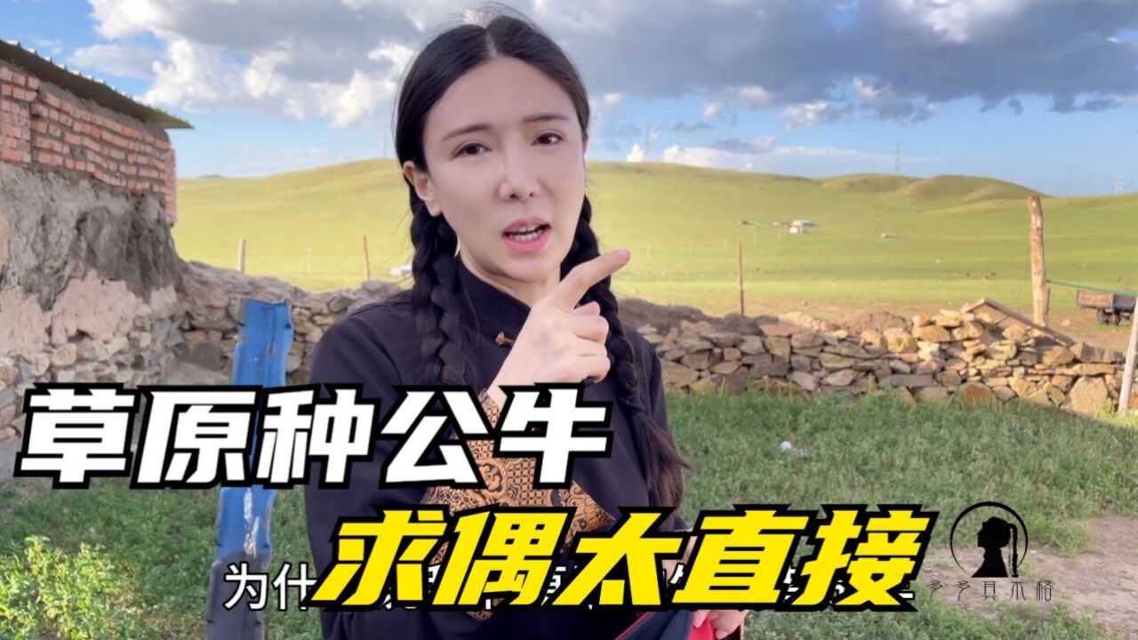 草原种公牛1头拥有整群母牛,叫声粗壮吼叫示爱,如何分辨还未配过