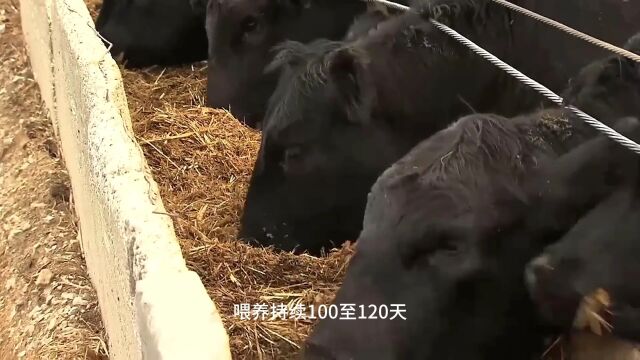 看美国牧场主是如何饲养数百万头肉牛的