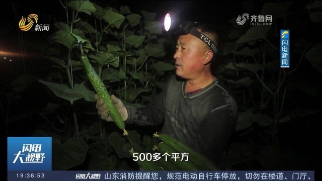 早上六点开始采摘!寿光大棚蔬菜大批量上市,每天5000吨发往各地