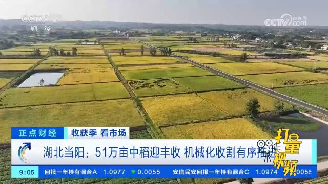 湖北当阳:51万亩中稻迎丰收,机械化收割有序推进