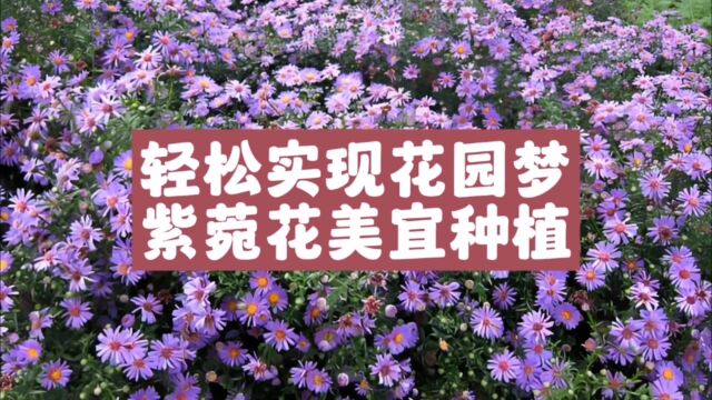 轻松实现花园梦,紫菀花美宜种植