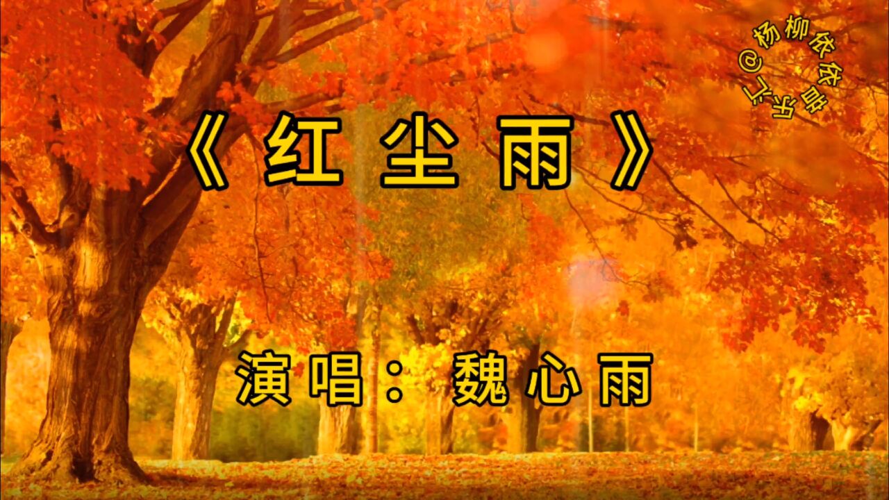 魏新雨原唱《红尘雨》太好听了,心都听醉了!