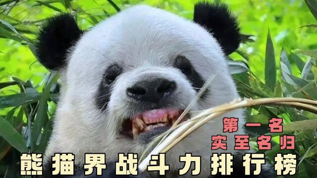 熊猫界“战斗力”排行榜,第一名实至名归!欢迎补充~