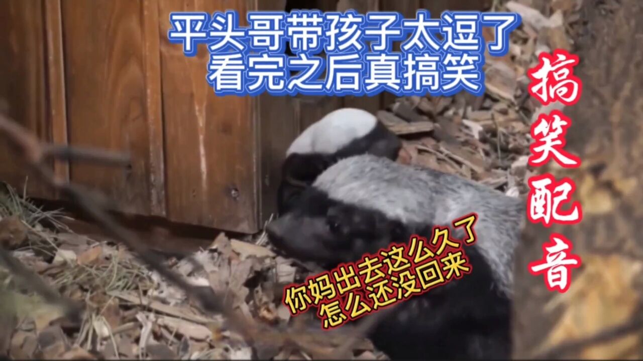 平頭哥帶孩子太逗了,看完之後真搞笑!