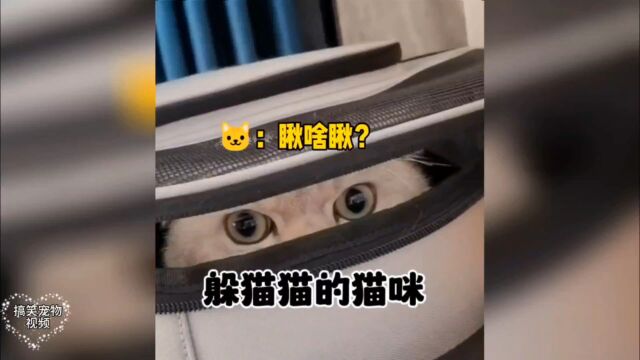 盘点那些爱躲猫猫的猫咪