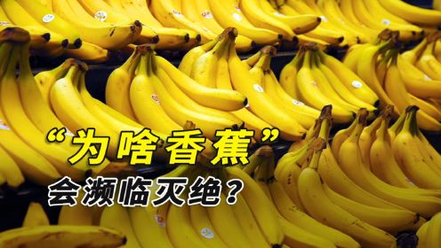 香蕉将要灭绝？未来还能吃到香蕉吗？香蕉灭绝为啥会造成饥荒？