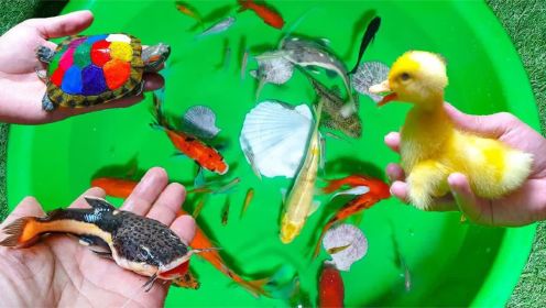 认识小黄鸭、红尾鲶鱼、清道夫、锦鲤等动物