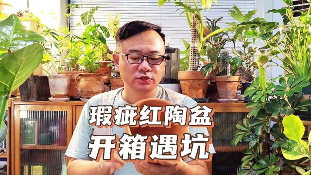 8块多2个,入手瑕疵红陶盆,看到最后感觉有点坑