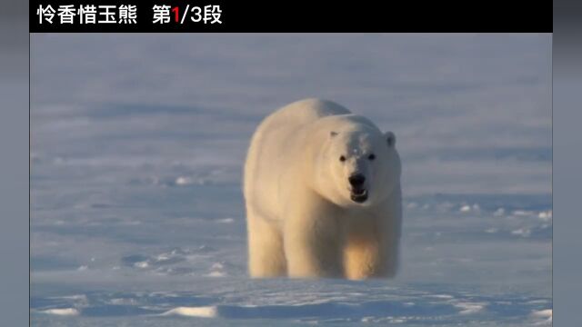 1049北极熊怜香惜玉,为爱遍体鳞伤动物纪录片充电计划暑期篇