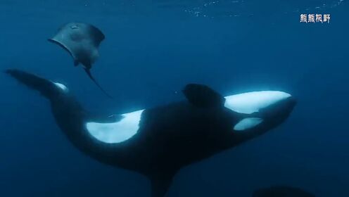 鰩魚遇上虎鯨,被輪番拍死 海洋動物 虎鯨 野生動物零距離 動物世界