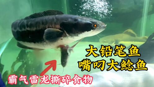 大铅笔鱼瞬间咬断40公分鲶鱼，视频纪录精彩瞬间。