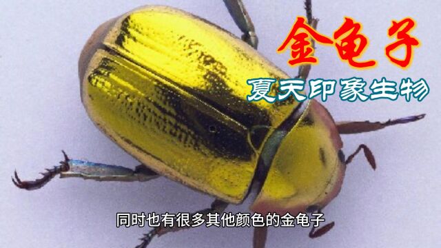 夏日印象生物——金龟子