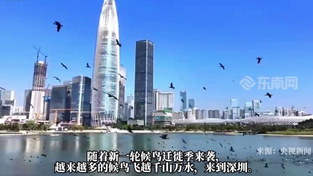 太震撼!深圳湾惊现万鸟齐飞壮观场面!