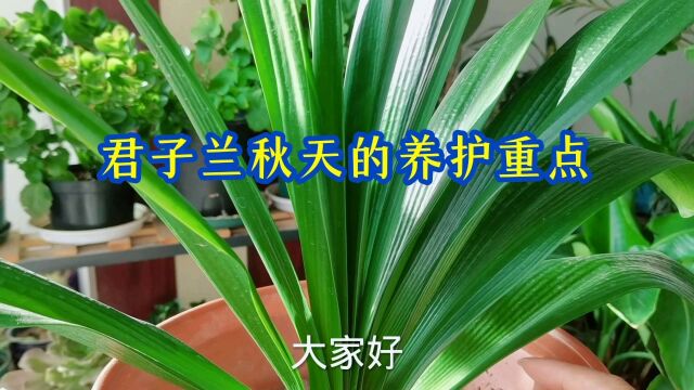 君子兰秋天的养护重点