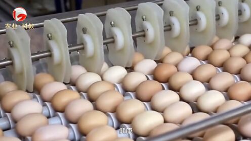 魅力安徽关注黄山市华美蛋业有限公司 严格管理 数字溯源 品质一流