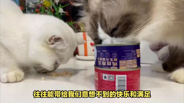 猫罐头带来的是治愈还是快乐