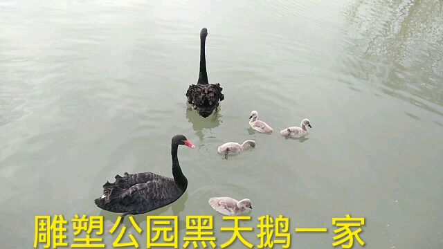 冬季的郑州雕塑公园,湖水里多了几只黑天鹅宝宝,看多可爱