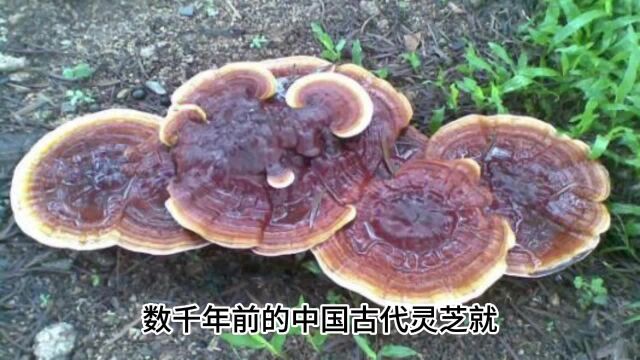 灵芝泡水喝的功效和作用,灵芝泡水喝对身体健康额帮助