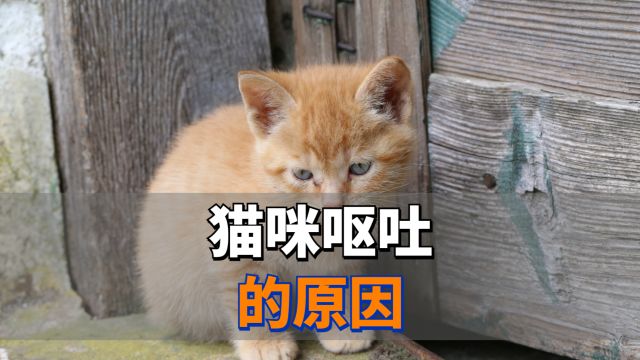 猫咪呕吐的几个原因,千万别忽视了!