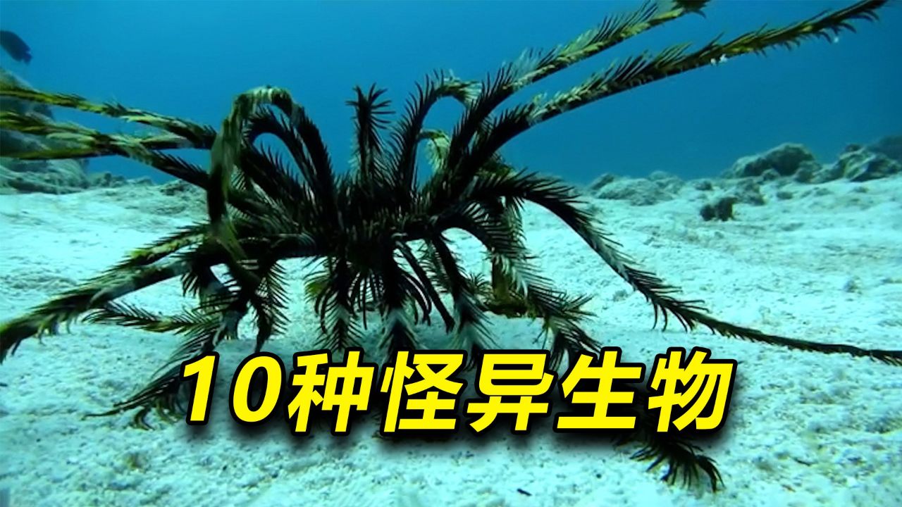 海底巨型不明生物图片