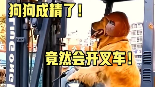 狗狗成精了,竟然会叉车!行云流水般的操作,让人看后彻底懵圈!