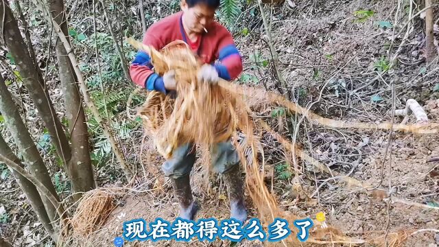 大山里的“穿破石”,根部才是宝,用来煲汤是最好的,你见过吗