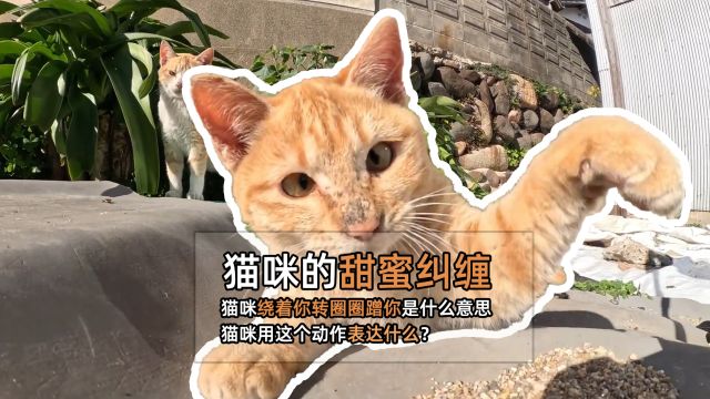 猫咪绕着你转圈圈蹭你是什么意思,猫咪用这个动作表达什么?