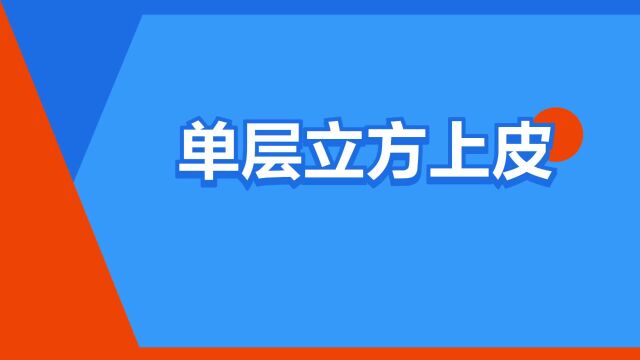 “单层立方上皮”是什么意思?