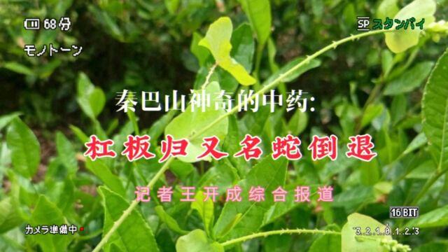 秦巴山神奇的草药:杠板归识别功效用途|记者王开成