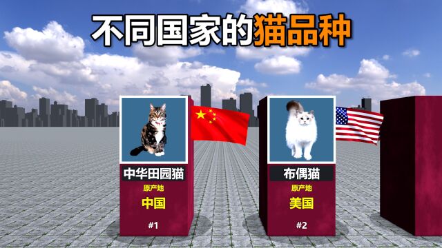 来自不同国家的猫品种