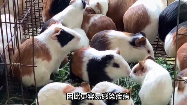 荷兰猪为什么不建议养