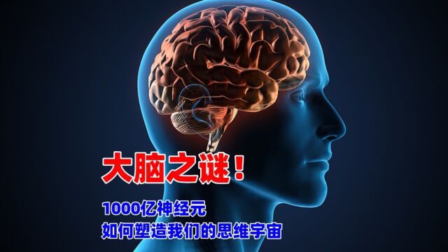 大脑之谜!1000亿神经元如何塑造我们的思维宇宙!