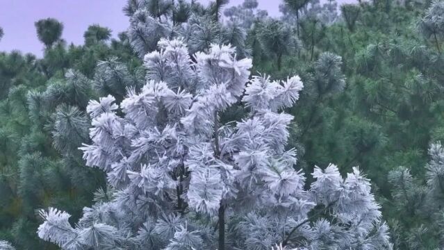 红河大部地区持续低温!这些地方出现“冰笋”、雾凇……