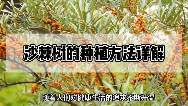 沙棘树的种植方法详解