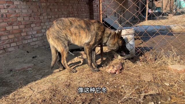 从农村老乡家接回来的虎皮马犬,短短一个月整体大变样,顿顿吃肉