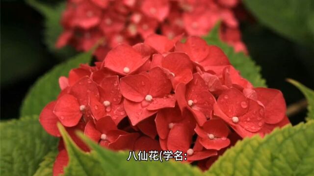 中药八仙花