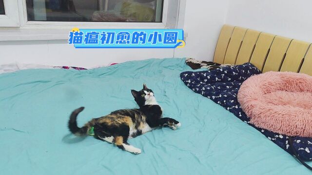 流浪猫小圆的救助人摔伤后已“上岗”,感谢哎呦与偶像粉丝的关心