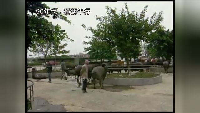 东莞横沥牛墟起源于明末清初,与三水西南、鹤山沙坪并称广东“三大牛墟”,有近400年的历史,是见证横沥商贸繁荣历史的“活化石”.#老视频里的旧时...